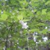 富士峰園地に咲くツクバネウツギ 