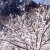 樹の枝に積もった雪がきれい