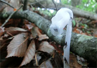ギンリョウソウ（銀竜草）別名ユウレイタケ　葉緑体がないため色がなく真っ白です。薄暗い林の中で白いろうそくのように見えます。　鳩ノ巣道にて