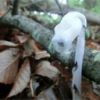 ギンリョウソウ（銀竜草）別名ユウレイタケ　葉緑体がないため色がなく真っ白です。薄暗い林の中で白いろうそくのように見えます。　鳩ノ巣道にて