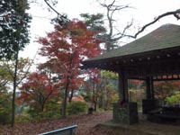 紅葉の見頃を迎えた富士峰園地の様子