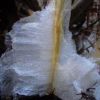氷の花 「氷の花」とは、カメバヒキオコシの茎にできる氷の結晶の事で、氷点下が5～6時間続かないとできないと言われています。1/8、9、10は3日連続でできていました。