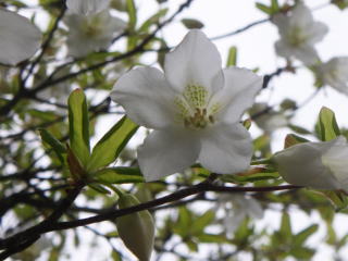 シロヤシオ　奥の院で咲いています。今年は花つきがいい！