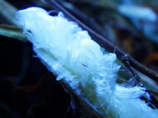 氷の花 12/10カメバヒキオコシの氷花ができました。12/11には20cm級も！