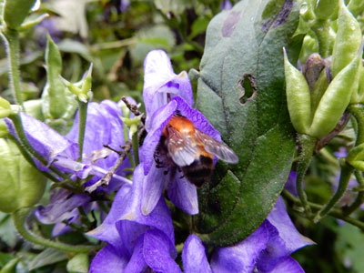 ヤマトリカブトの花にマルハナバチのお尻がちらり…