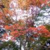 色鮮やかなコハウチワカエデの紅葉。周囲はまだ綠がほとんどです。