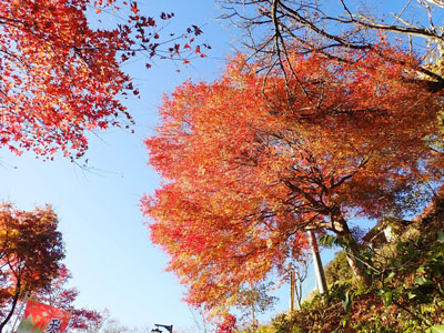 ケーブルカー御岳山駅からビジターセンターへの道の紅葉
モミジの紅葉はまだ見られます