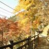 ケーブルカー御岳山駅付近　光にあたるとまだまだ綺麗です！　紅葉はお早めに。
