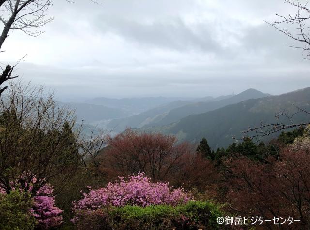 春の花咲く御岳山に、今朝は恵みの雨が降りました。