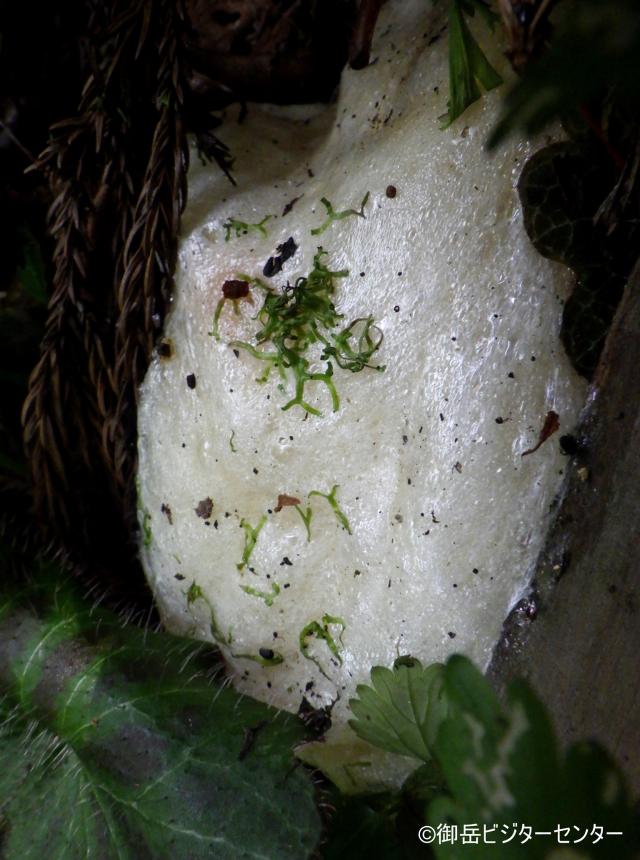 集落内に産み付けられたモリアオガエルの卵塊