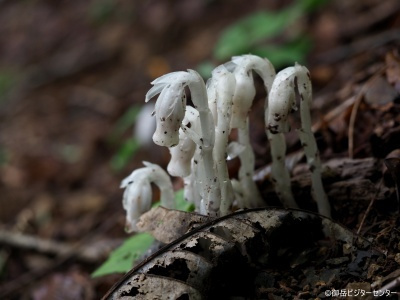 アキノギンリョウソウ　真っ白な姿が森の中で映えます！まるできのこのようですが、光合成をしない変わった植物です。