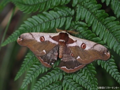 ヒメヤママユ　翅の模様の中には 眼状紋と呼ばれる目に見える模様があります