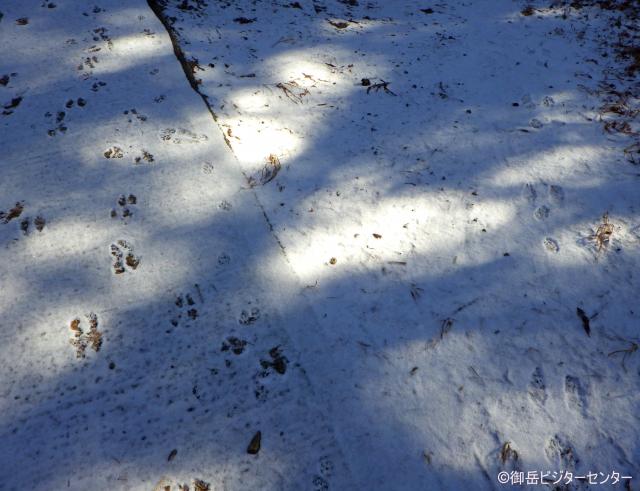 うっすらと積もった雪の上に動物の足跡がついていました