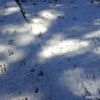 うっすらと積もった雪の上に動物の足跡がついていました