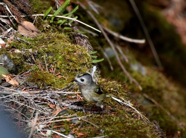 キクイタダキ　日本で見られる野鳥の中で一番の小ささ！重さなんと5g！ちょこまか動いてピントが全く合いませんでした！
