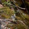 キクイタダキ　日本で見られる野鳥の中で一番の小ささ！重さなんと5g！ちょこまか動いてピントが全く合いませんでした！