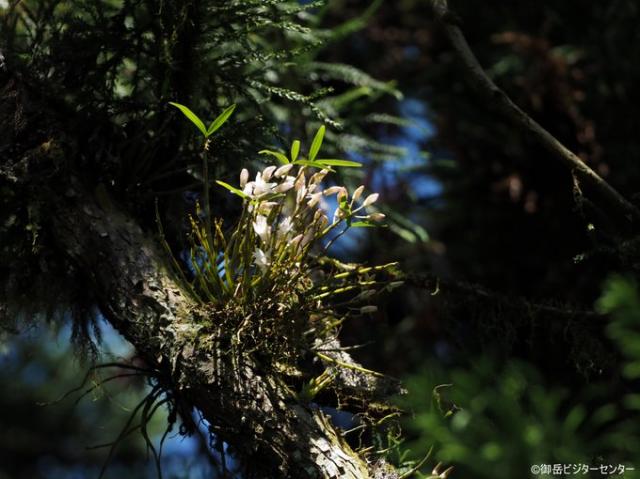 ケーブルカー滝本駅前の大きなスギの木に着生しているランの仲間「セッコク」開花中（撮影5月28日）