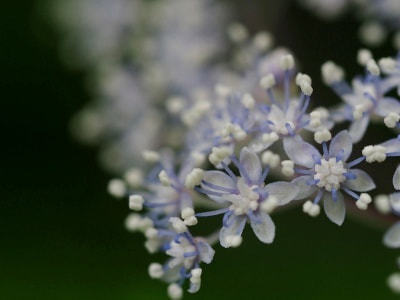 淡い花色が美しいコアジサイ。風が吹くと良い香りが漂ってきます。よく見ると繊細な小さな花の集合体です