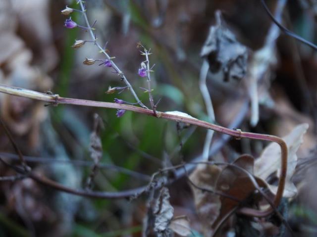 今季初、わずかに出来たカメバヒキオコシの氷の花（中央の茎の中心に白く氷ができています）。
