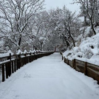 参道の積雪