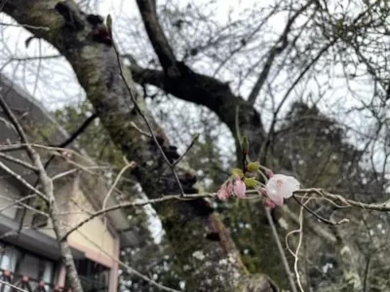 ビジターセンターの前のソメイヨシノが咲き始めました。