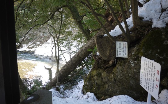 氷川渓谷　モミの木が大雪で倒れてしまいました。