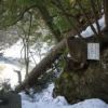 氷川渓谷　モミの木が大雪で倒れてしまいました。