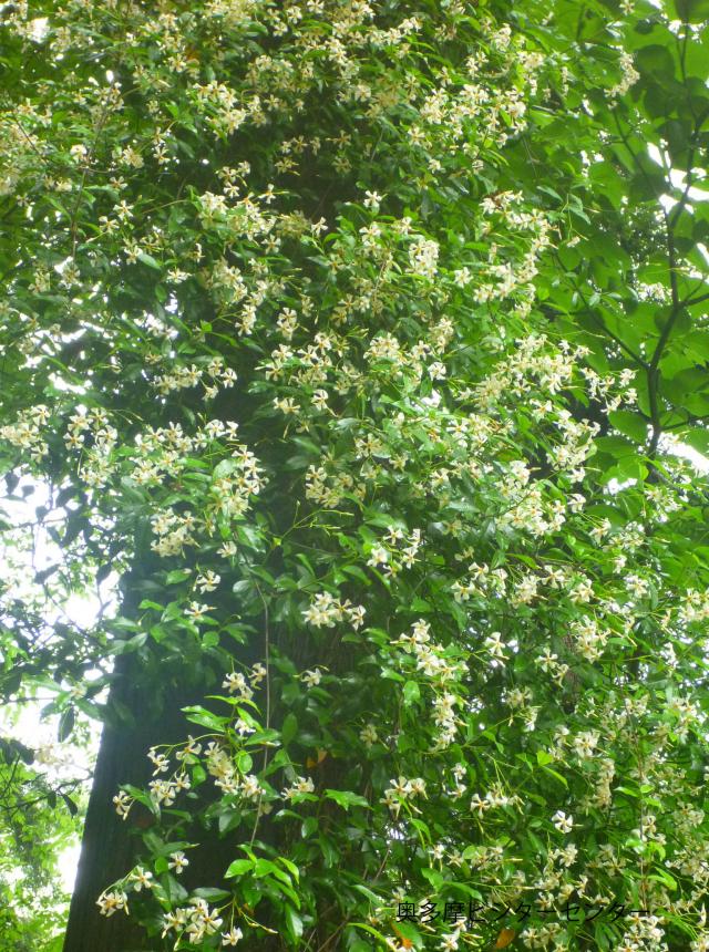 計園地、登計橋の巡視では木にびっしりとからまったテイカカズラ の花が各所で見られました。