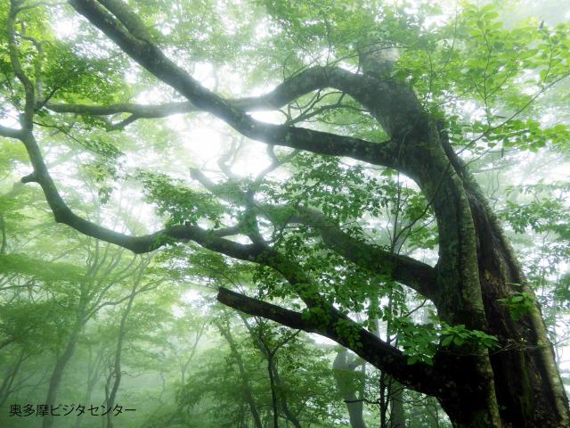 ヨコスズ尾根を経て天目山へ。植林の急登を超えるとブナやミズナラの巨樹が！道中は霧に囲まれ幻想的でした。