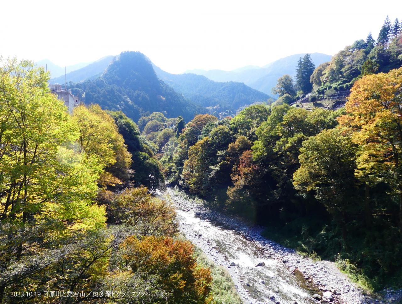 日原川の両わきのケヤキが黄色や茶色に色づいてきました。おにぎり型の愛宕山はスギの緑が濃く、コントラストが綺麗です。