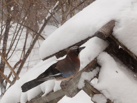 この寒い季節、宿の休憩所の前にある、鳥の餌台には沢山の鳥たちがやってきます。 