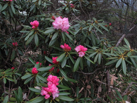 高峯渓谷の宿源泉付近にあるアズマシャクナゲが咲き始めました。