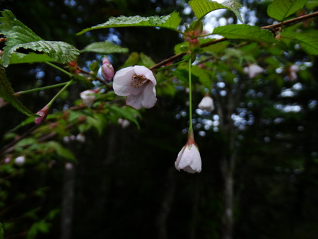 黒斑山は標高が高く本州で最も遅いヤマザクラの花が咲いています。