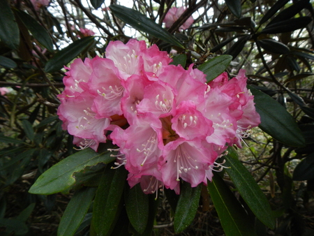 近年になくアズマシャクナゲが沢山の花を付けて高峯山が目を楽しませてくれます。
