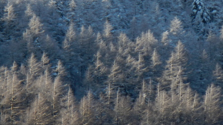 湿った雪が降り積もり、付近の山々は常緑樹を中心に樹氷のような景色になっています。