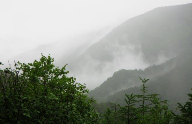霧に包まれ幻想的な高峯溪谷
