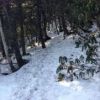 小屋直下の樹林帯の残雪状況