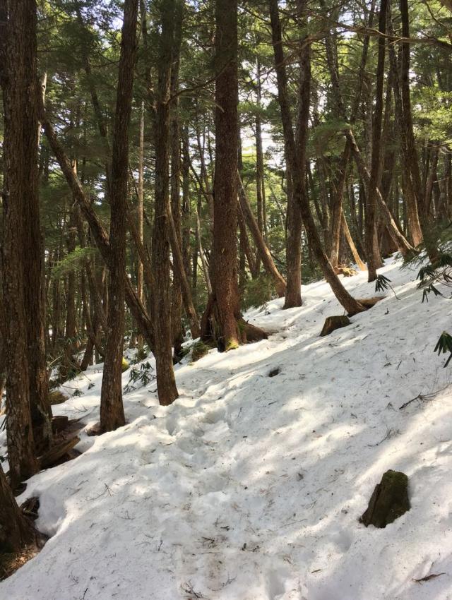 2300m付近の樹林帯の残雪状況