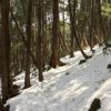 2300m付近の樹林帯の残雪状況
