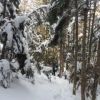 樹林の道　積雪の状況　