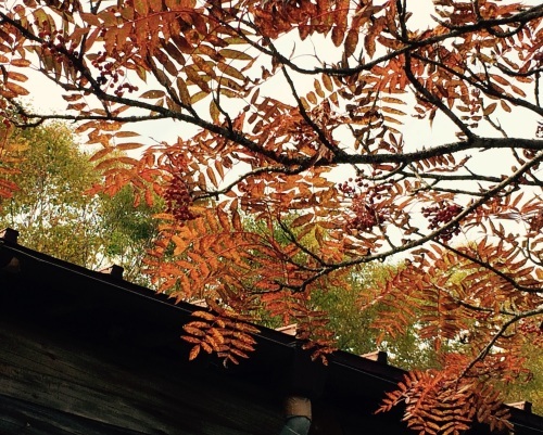 小屋前の紅葉