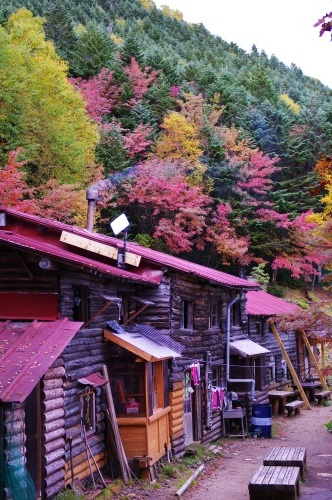 紅葉、そろそろ小屋の周りや山頂付近が見頃を迎えます。