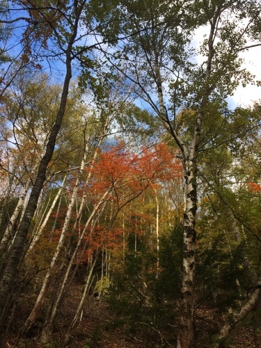 千曲川源流の道ではナメ滝より下あたりでちょうど紅葉がいいくらい。
