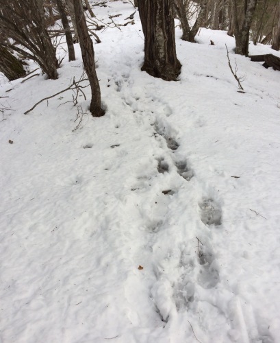 偵察山行　徳ちゃん新道を歩き始めてほどなく積雪があらわれました。