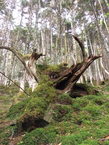 通称「おっことぬしさま」と呼ばれる森のシンボルがある「荒川水源」付近一帯は美しいコケの森です。