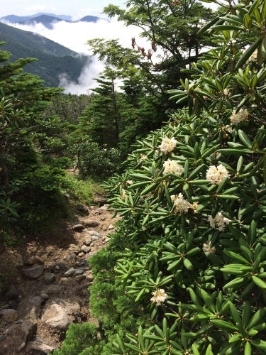 雁坂嶺までの道すがら、ハクサンシャクナゲが咲いていました。