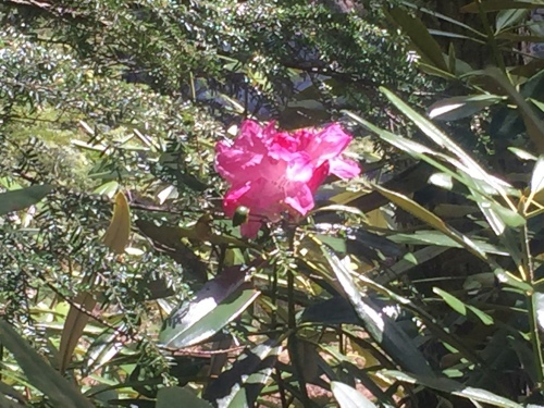 先週末　毛木平駐車場から少し登った登山道脇でシャクナゲが咲いていました。