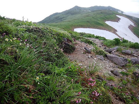 稜線は高山植物が多く咲いています