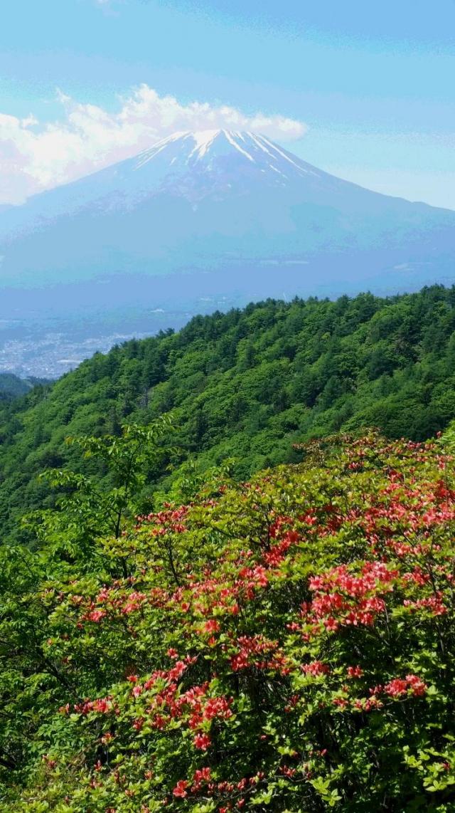ヤマツツジと富士山