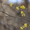 黄色いポンポン。ダンコウバイの花です。チアリーダーが新生活を応援しているようですね。大倉から竜神の泉まで自然観察中にみつけました。